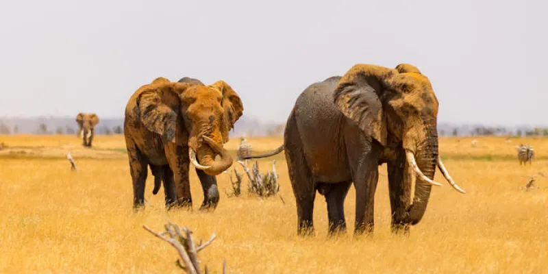 4 Day Tsavo Safari Package