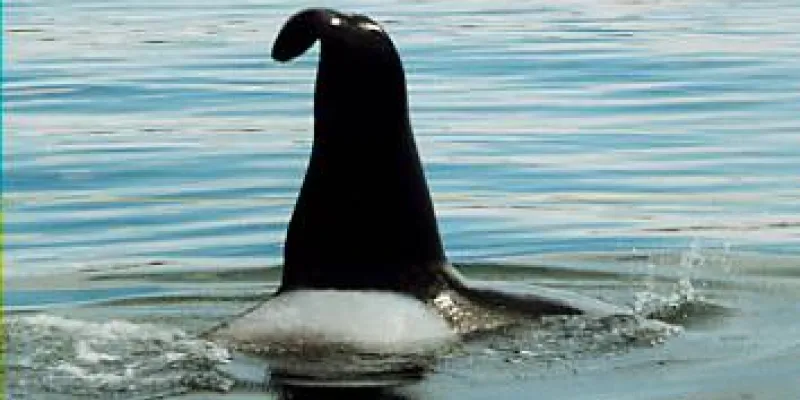 Alaska Cruises From Ketchikan To Juneau Package.