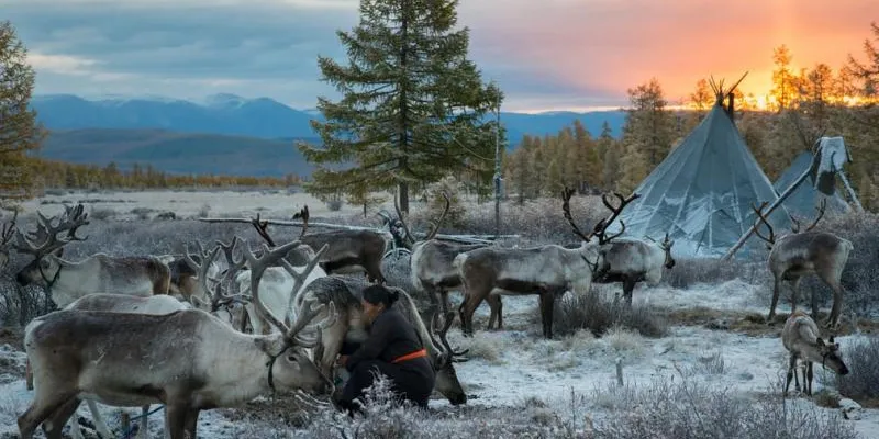 Tour To Tsaatan Reindeer Herder Family