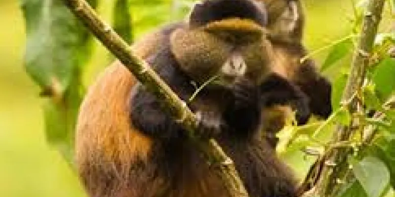 Let’s Meet The Locals