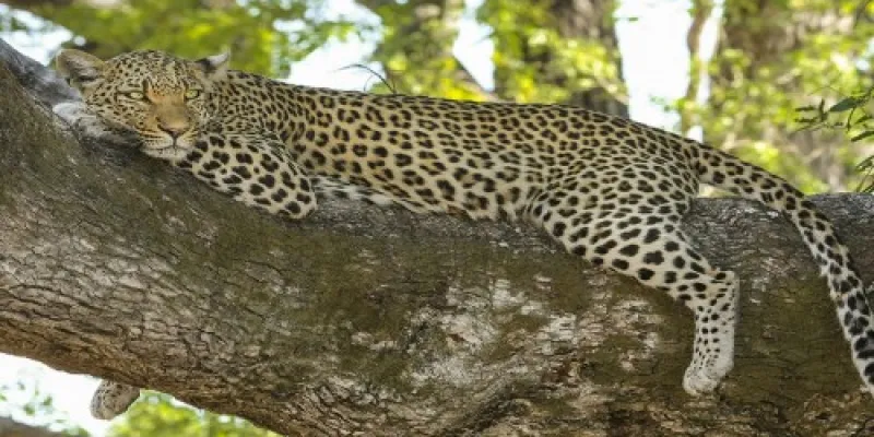 Lake Manyara - Ngorongoro Tour