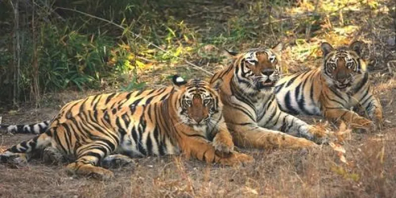 Call Of The Wild Special Tour