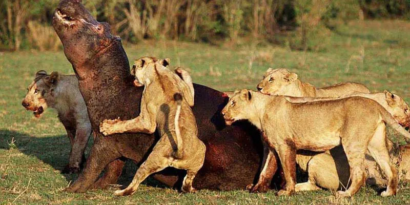 3 Days Selous Camping Safari Tour