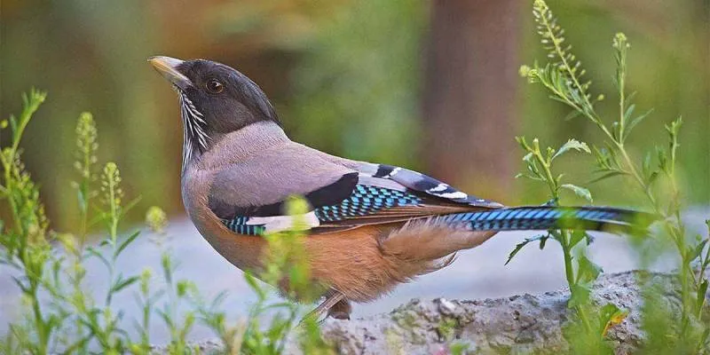 Birding Tour For Corbett And Uttarakhand