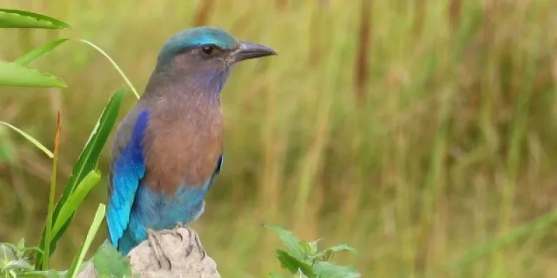 Assam Birds Tour 8 Nights