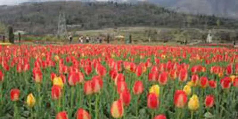 Kashmir Super Saver Package