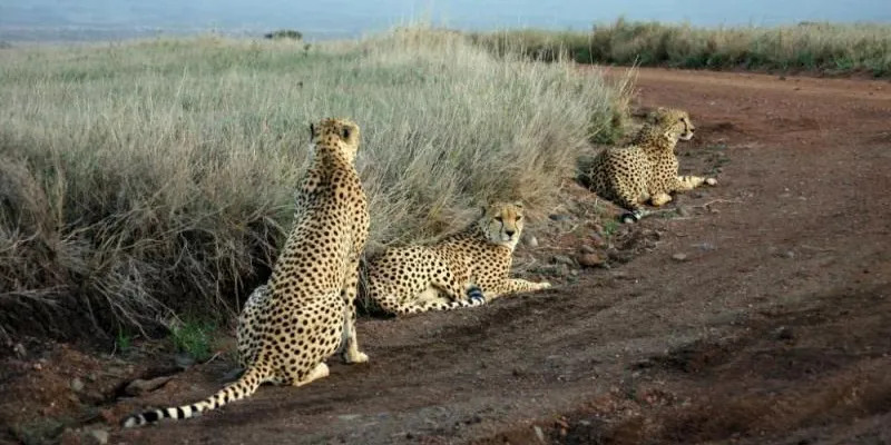 2 Days Tsavo East Tour & West Package