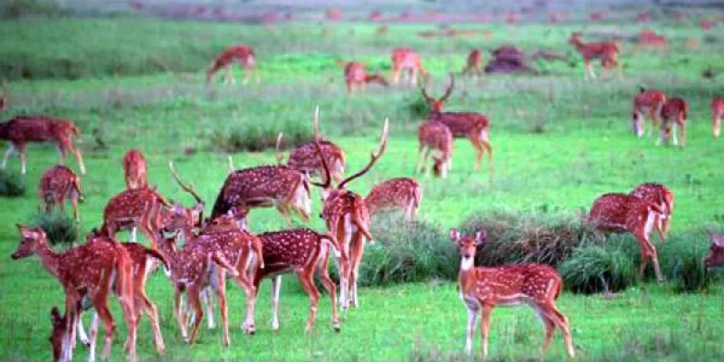 Tour Of Kanha With Jabalpur