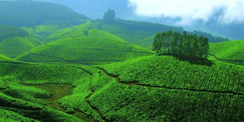 Kerala Wildlife With Backwaters Honeymoon Tour