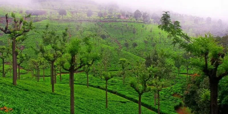 6 Nights Coonoor - Ooty - Mysore - Bangalore Tour
