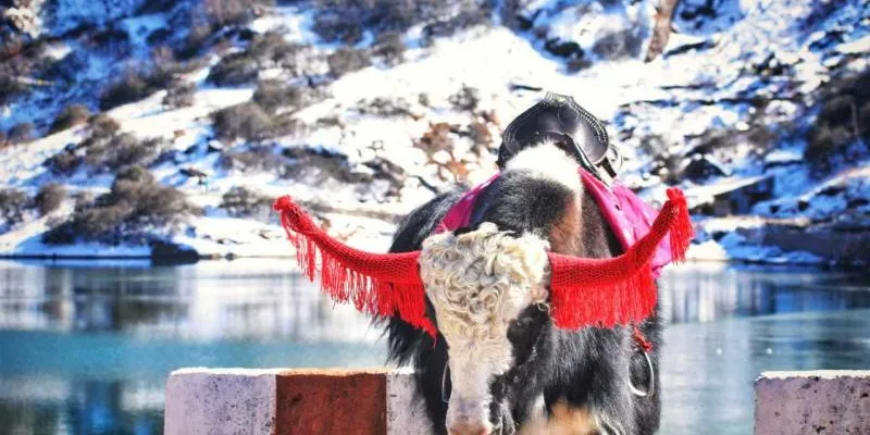 5 Day 4 Night Gangtok and Pelling