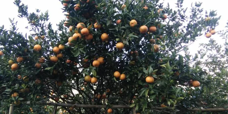 Sittong - Peshok/Lamahatta - Rishyap - Lava - Kolakham Tour