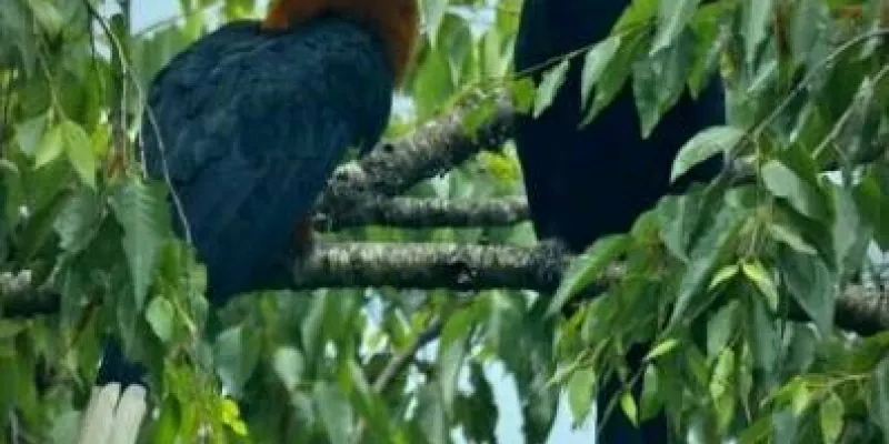 Sittong - Peshok/Lamahatta - Rishyap - Lava - Kolakham Tour