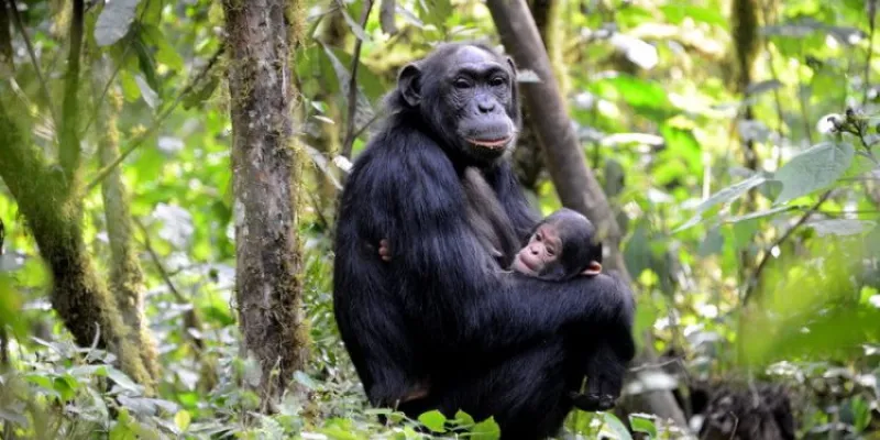 8 Days Uganda Luxury And Big Five Wildlife Safari Tour