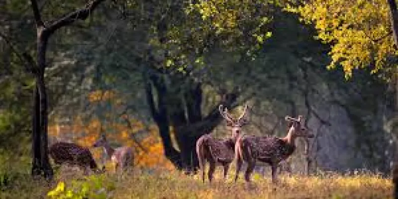 Kahna Wildlife Tour In Madhya Pradesh