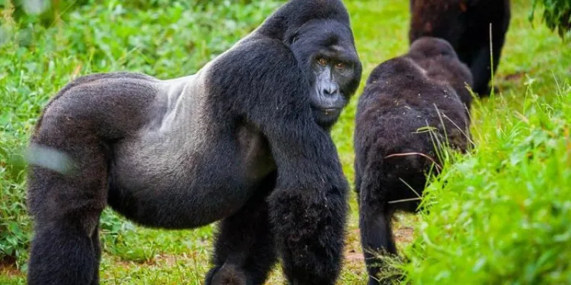 Rwanda Signature Safari Volcanoes - Akagera Tour