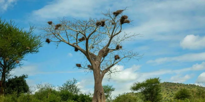 Chimpanzee - Lake Tanganyika Adventure Safari - Gombe - Mahale Tour