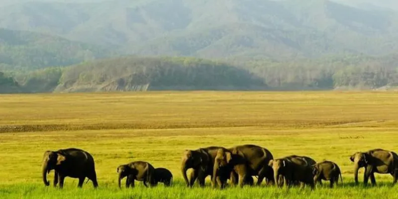 5 Nights 6 Days Assam Wildlife Tour