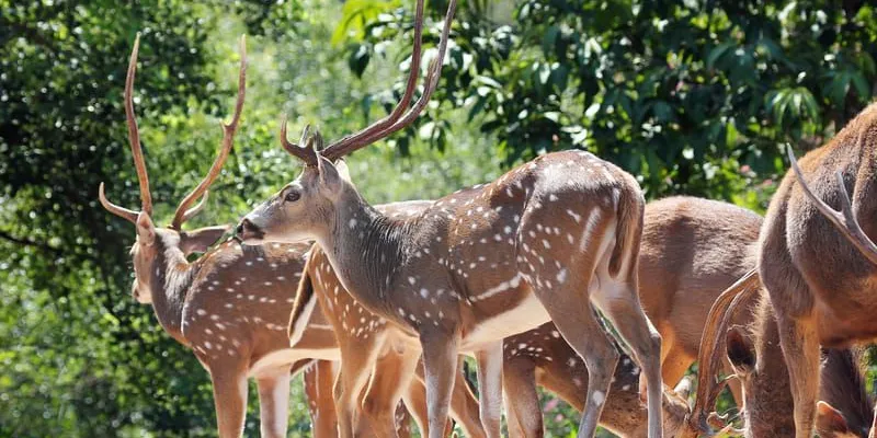 10 Nights & 11 Days In Kasauli, Shimla, Dharamshala, Dalhousie, And Manali