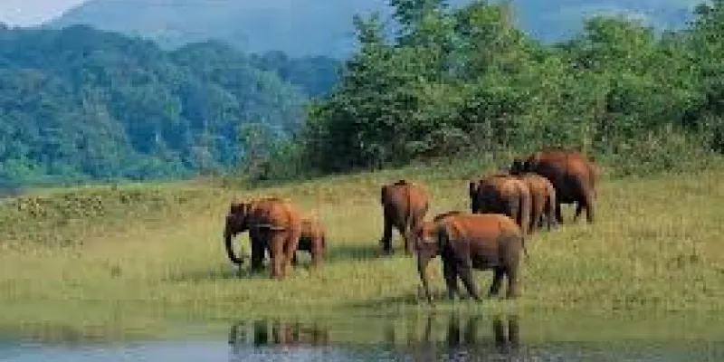 Munnar - Thekkady - Alleppey - Kovalam Tour
