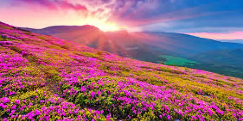 Valley Of Flowers With Hemkund Sahib 2024