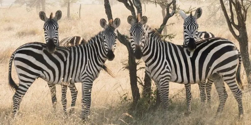 6Day Kenya - Tanzania Safari Tour From Nairobi To Kilimanjaro