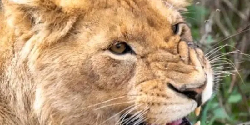 6Day Kenya - Tanzania Safari Tour From Nairobi To Kilimanjaro