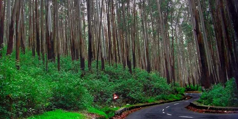 10 Nights 11 Days Bangalore Mysore Coorg Wayanad Ooty Kodaikanal Tour Package