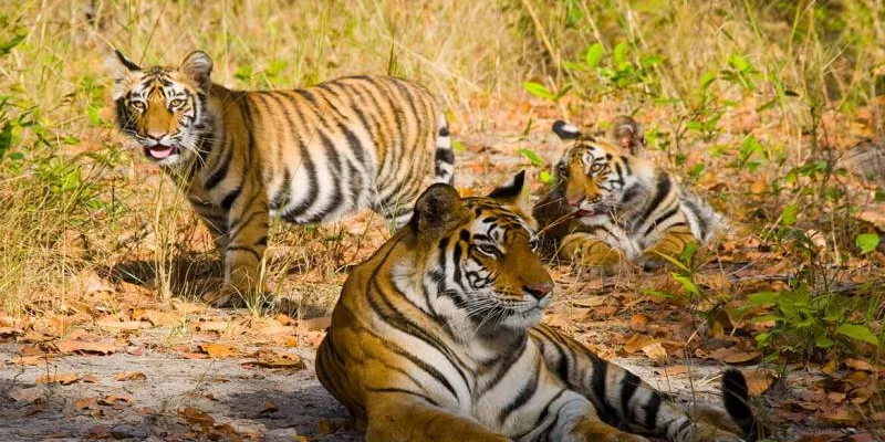 12 Night Best Of Madhya Pradesh Tour Package