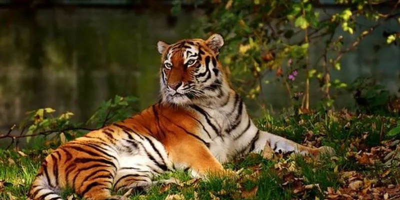 8 Days Shillong - Cherrapunji - Kaziranga - Guwahati Tour