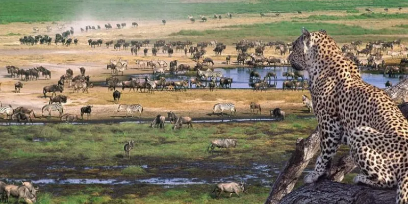 15 Day Predators - Wildebeest Migration Safari Tour