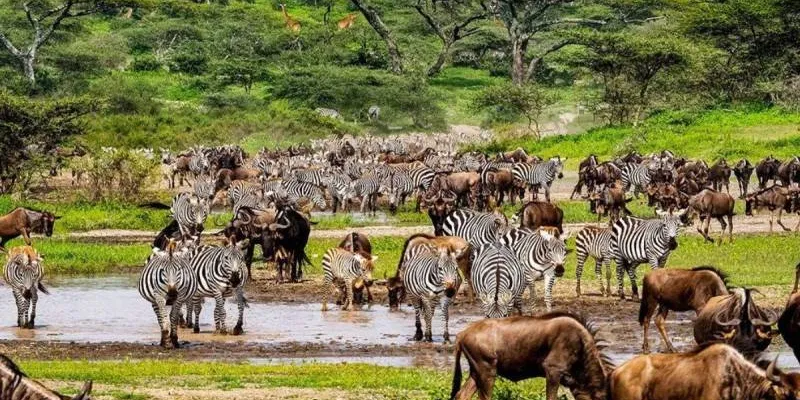 3 Days Serengeti Safari Trip