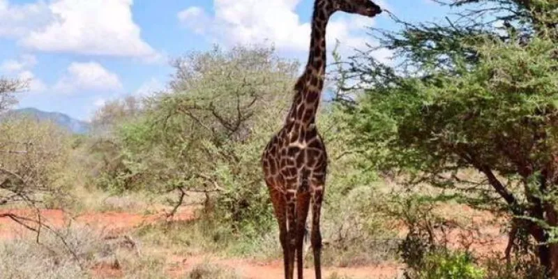 08 Days Kenya Luxury Lodge Safari Tour