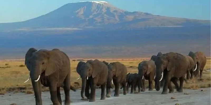 5 Days - 4 Nights Amboseli - Tsavo National Parks Tour