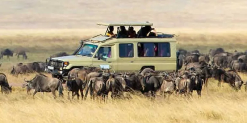 5 Days Wildebeests Migration In Ndutu Tour