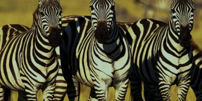 3 Day Northern Serengeti Fly In Safari Tour