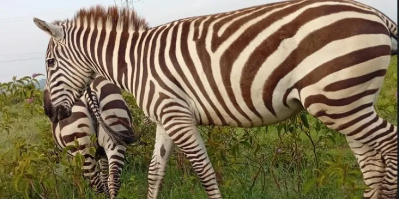 5 days Masai Mara-Nakuru-Naivasha Tour