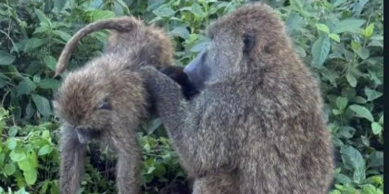 5 days Masai Mara-Nakuru-Naivasha Tour