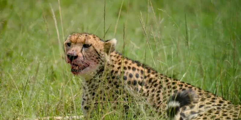 5 days Masai Mara-Nakuru-Naivasha Tour