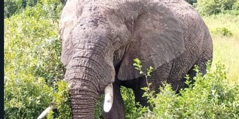 5 days Masai Mara-Nakuru-Naivasha Tour