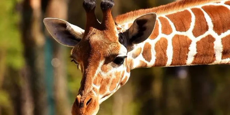 3-Day Fly-in Luxury Safari Package Masai Mara