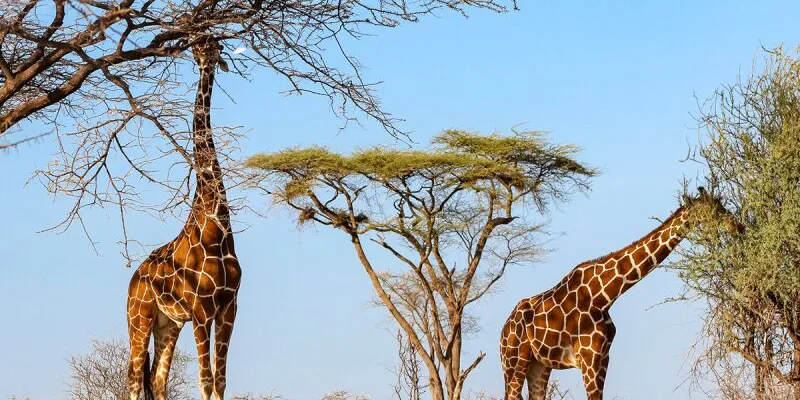 7 Day Tour Of Kenyan Parks
