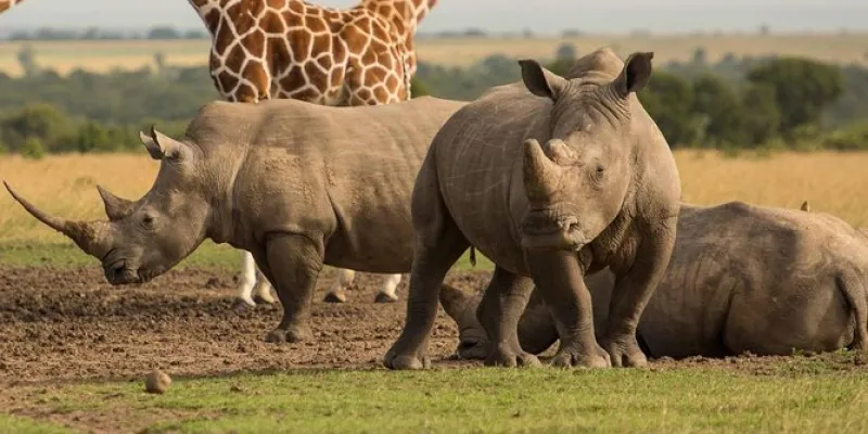 2 Day Kenya Safari To Ol Pejeta Conservancy Tour