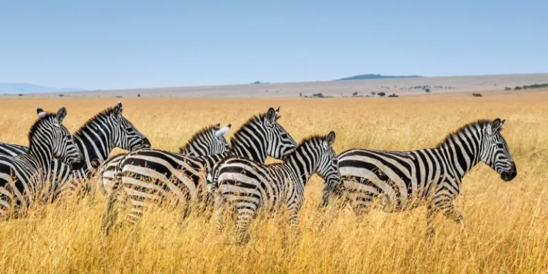 5 Day Tanzania Luxury Safari Tour