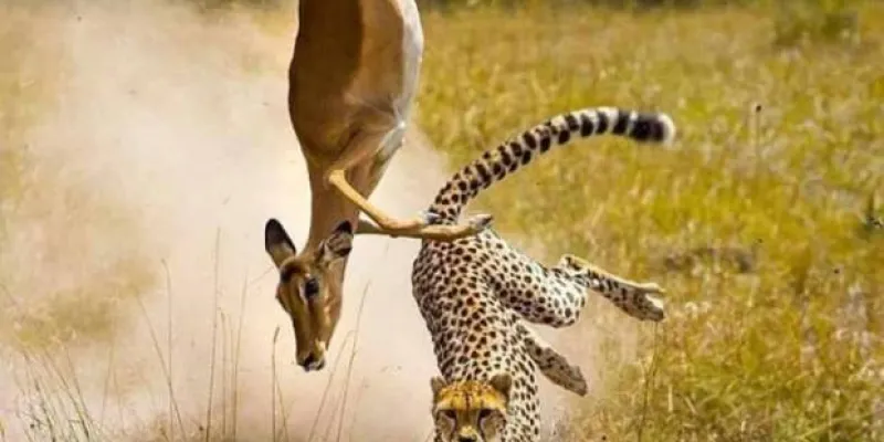 5 Day Tanzania Luxury Safari Tour