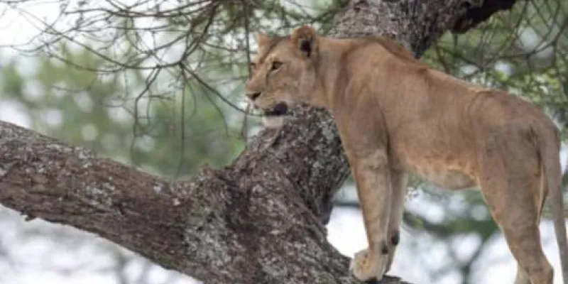 5 Day Tanzania Luxury Safari Tour