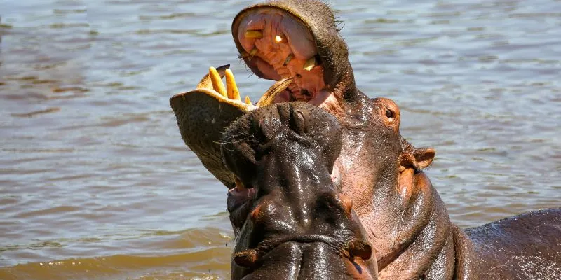 5 Day Tanzania Luxury Safari Tour