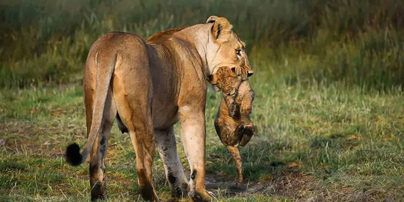 5 Day Tanzania Luxury Safari Tour