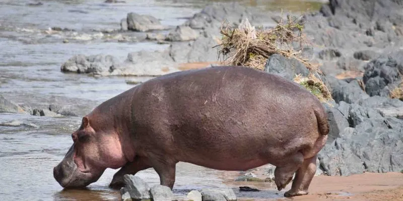 8 Days - 7 Nights Tanzania Safaris Tour