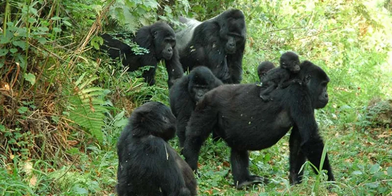3‑Day Gombe National Park Itinerary (Chimp Trekking Focus)